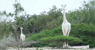 Kenia: encontraron a la única jirafa blanca que queda en el planeta