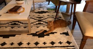 La increíble ilusión óptica en la foto de un gato que hace furor en las redes