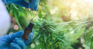 Legalizan el autocultivo de cannabis para uso medicinal y la venta de aceite en farmacias