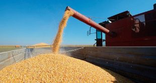El Gobierno reabrió parcialmente las exportaciones de maíz