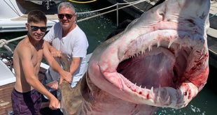 Alarma en Punta del Este por la pesca de tiburones en peligro de extinción que no están protegidos