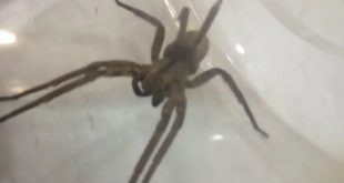 Apareció una enorme araña bananera en Mar del Plata